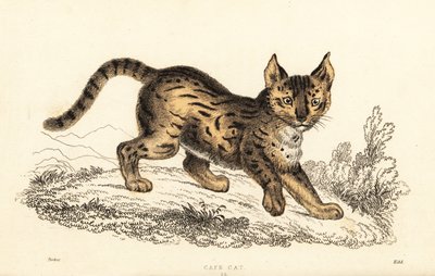 Serval, Leptailurus serval.,1834 (gravür) by William Alexander Forbes
