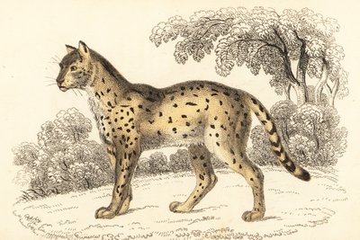 Serval, Leptailurus serval.,1834 (gravür) by William Alexander Forbes