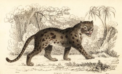 Sunda leopar kedisi, Prionailurus bengalensis subsp. sumatranus. ,1834 (gravür) by William Alexander Forbes