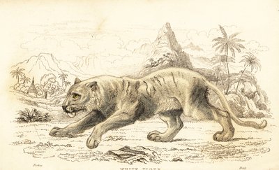 Beyaz kaplan, Panthera tigris tigris. Nesli tükenmekte. ,1834 (gravür) by William Alexander Forbes