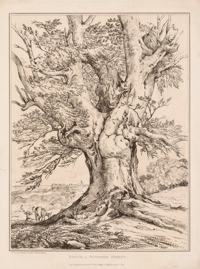 Windsor Ormanında Kayın Ağacı, 1805. by William Alfred Delamotte
