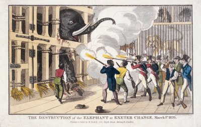 The Destruction of the Elephant Exeter 