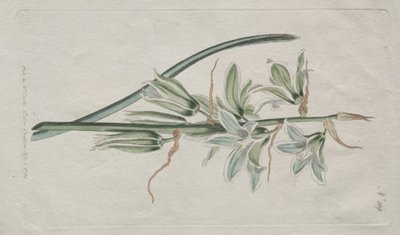 Sergilenen Botanik Dergisi veya Çiçek Bahçesi: Bethlehem Yıldızı, 1794. by William Curtis