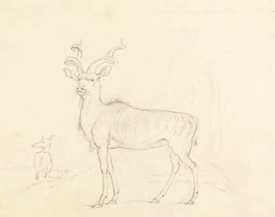 Koodoo by William Daniell