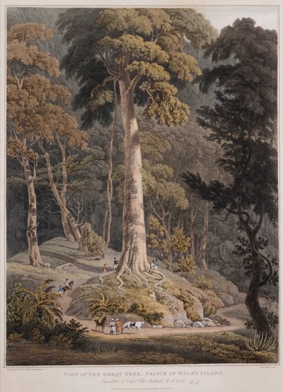 Büyük Ağacın Görünümü, Galler Prensi Adası by William Daniell