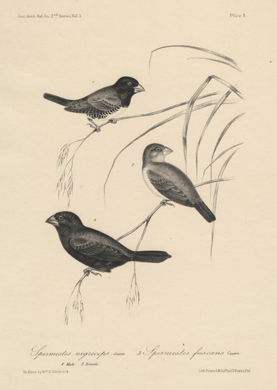 Spermestes Nigriceps (erkek ve dişi) ve Spermestes Fuscans, litho, J.T. Bowen, 1850 by William E. Hitchcock