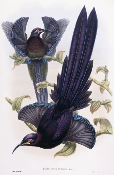 Epimachus Ellioti, Koğuş, c.1891-1898 by William Hart