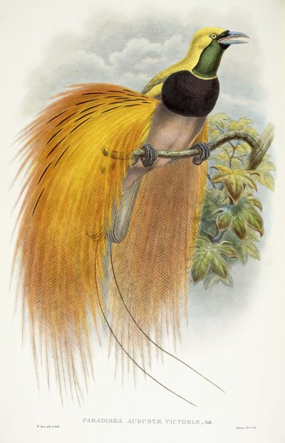 Augusta Victoria Cenneti, 1891-1898 by William Hart