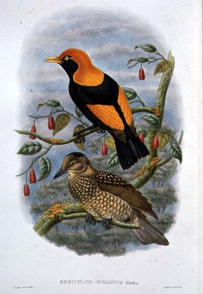 Sericulus Melinus (renkli taş) by William Hart