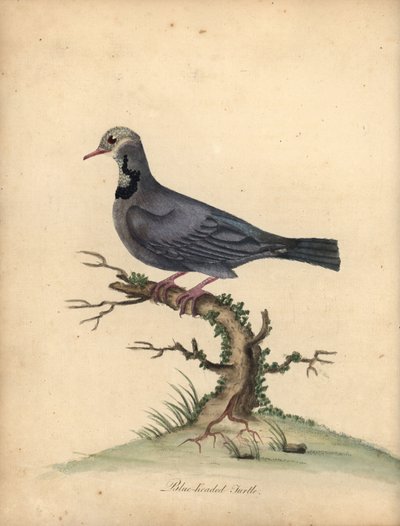 Mavi başlı bıldırcın-güvercin, Starnoenas cyanocephala. Nesli tükenmekte. (Mavi başlı kaplumbağa veya güvercin, Columba cyanocephala) William Hayes tarafından Osterly P Hayvanat Bahçesinden Nadir ve Meraklı Kuşların Portreleri