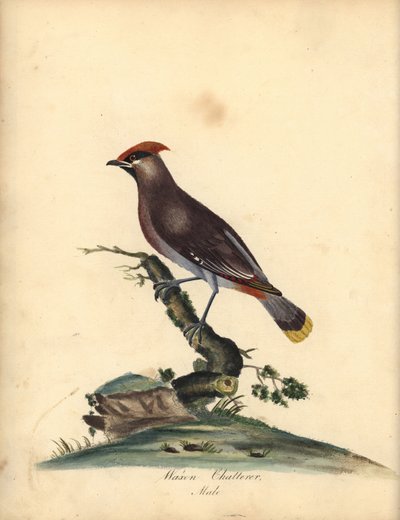 Bohem ağda, Bombycilla garrulus. (Mum gevezeliği, Ampelis garrulus) William Hayes