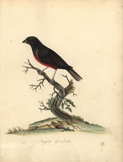 Kestane karınlı tohum ispinozu, Oryzoborus angolensis. (Angola grosbeak, Loxia angolensis) William Hayes tarafından Osterly Park Hayvanat Bahçesi