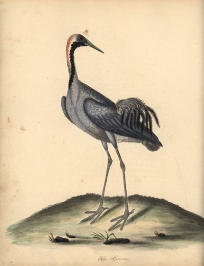 Sıradan vinç, Grus grus. (Ardea grus) William Hayes