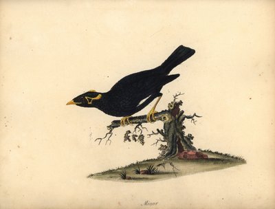 Ortak tepe myna, Gracula religiosa. (Küçük grakle) William Hayes tarafından Osterly Park Hayvanat Bahçesinden Nadir ve Meraklı Kuşlar Portreleri