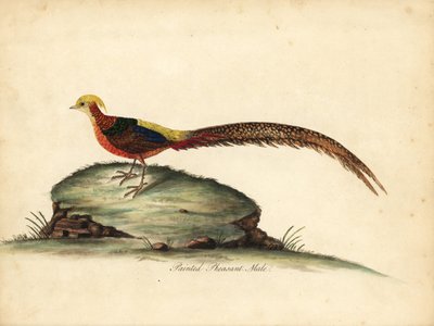 Altın veya Çin sülün, Chrysolophus pictus, erkek. (Boyalı sülün, Phasianus pictus) William Hayes