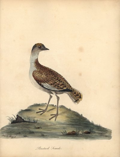 Büyük toy kuşu, Otis tarda, dişi. Hassas. William Hayes