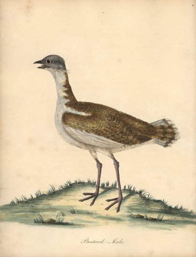 Büyük toy kuşu, Otis tarda, erkek. Hassas. William Hayes