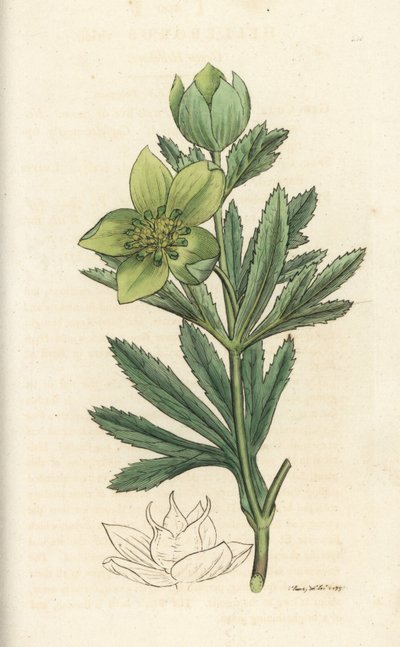 Yeşil karaca otu, Helleborus viridis. James Smith