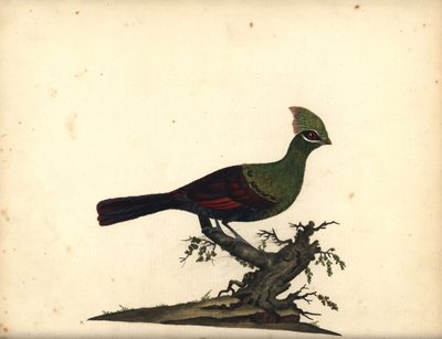 Gine veya yeşil turaco, Tauraco persa. (Touraco, Cuculus persa) William Hayes