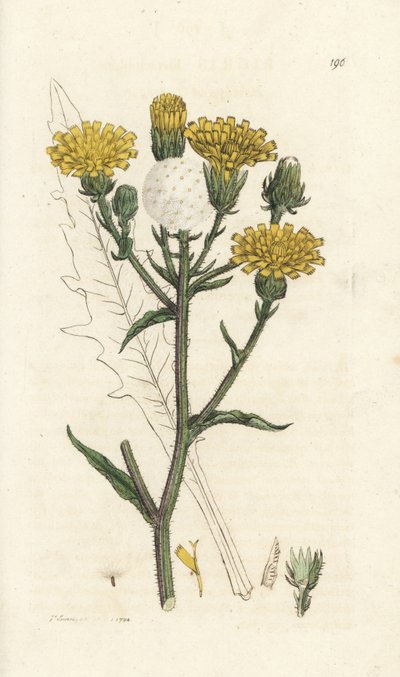 Hawkweed öküz dili, Picris hieracioides. James Smith