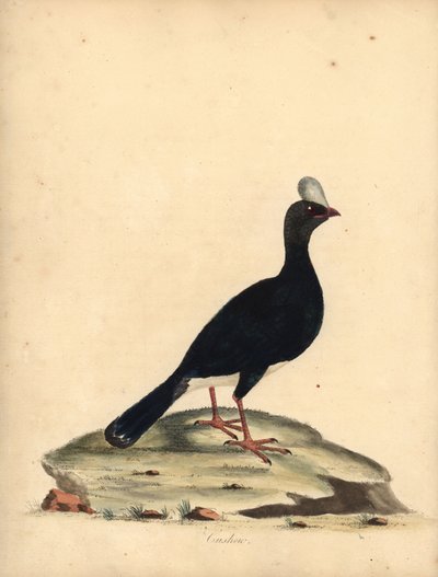 Boynuzlu currasow, Pauxi unicornis. Nesli tükenmekte. (Cushew, Crax pauxi). William Hayes