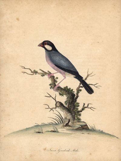 Java serçesi, Lonchura oryzivora. Hassas. (Java grosbeak, Loxea oryxivora) William Hayes