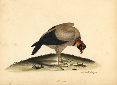 Kral akbaba, Sarcoramphus papa (Vultur papa). William Hayes ve kızı M (Matilda) tarafından Osterly Park Hayvanat Bahçesinden Nadir ve Meraklı Kuşların Portreleri