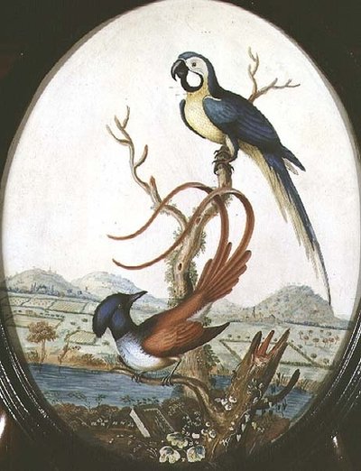 Lyrebird ve Jay by William Hayes