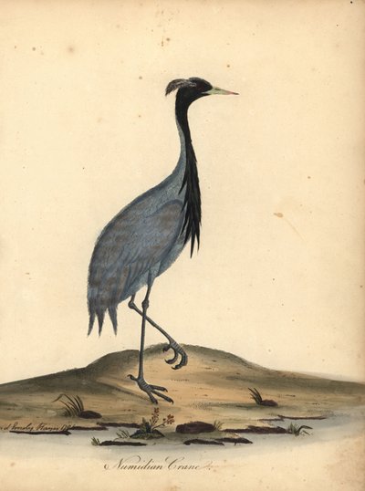 Matmazel turna, Anthropoides başak (Numidian turna, Ardea başak). William Hayes