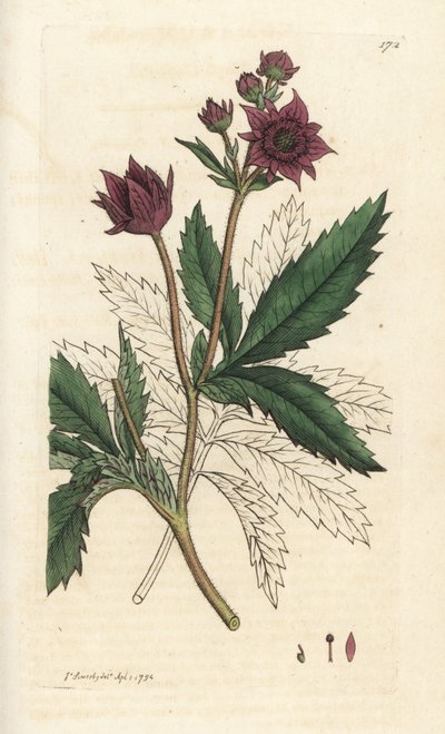 Bataklık beşparmakotu, Comarum bataklığı. James Smith
