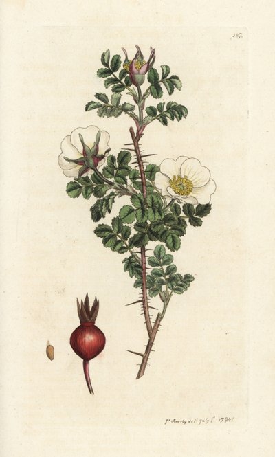 Pembe burnet, Rosa spinosissima. James Smith