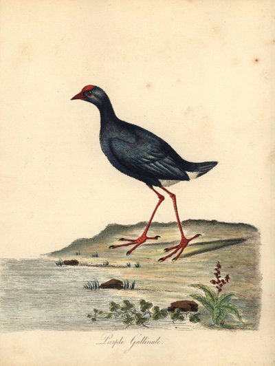 Mor bataklık, Porphyrio porphyrio. (Mor gallinule, Fulica porphyrio) William Hayes tarafından Osterly Park Hayvanat Bahçesinden Nadir ve Meraklı Kuşların Portreleri