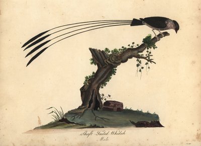 Şaft kuyruklu Whydah, Vidua regia. (Shaft-tailed whidah, Emberiza regia) William Hayes ve kızı M (Matilda) tarafından Londra, Osterly Park Hayvanat Bahçesi