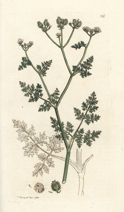 Beyaz dantel çiçeği, Orlaya grandiflora (Küçük caucalis veya basard maydanoz, Caucalis daucoides). James Smith