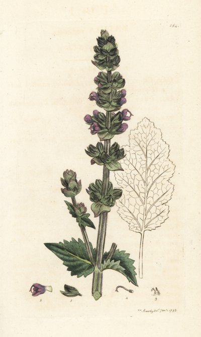 Vahşi İngiliz misk, Salvia verbenaca. James Smith