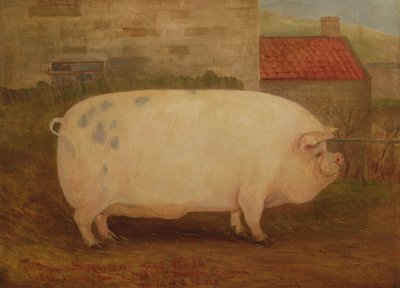 J. Young, Newholm, Yorkshire, 1886 tarafından yetiştirilen "Jumbo", 16 aylık, 41 taş by William Henderson