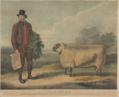 Bir Güney Aşağı Koç; 3 Yaşında, Bay Thomas Crisp, Gedgrave Hall, Suffolk tarafından yetiştirildi ve kendisi için 15 Temmuz 1840'ta Cambridge'deki RAS Yıllık Toplantısında 30 Severeigns Ödülü verildi. by William Henry Davis