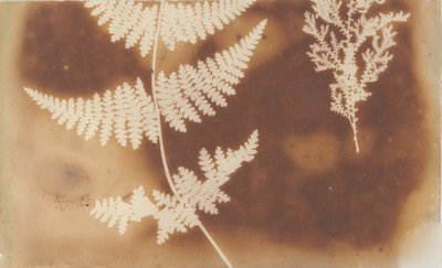 1. Felce. 2. Alga, 1839. by William Henry Fox Talbot