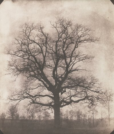 Kışın bir meşe ağacı, c.1892-93 (kalotip negatif) by William Henry Fox Talbot