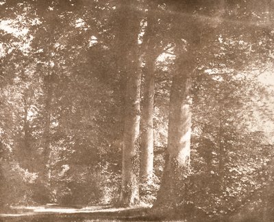 Kayın Ağaçları, Lacock Manastırı, c.1844 (sepya fotoğrafı) by William Henry Fox Talbot
