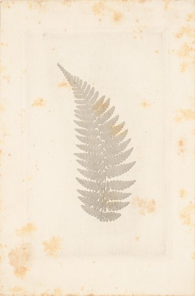  by William Henry Fox Talbot
