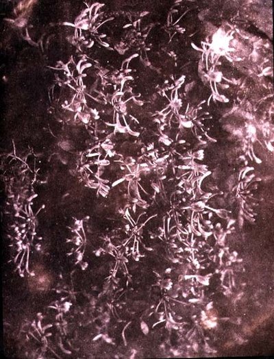 Hanımeli, Haziran 1840 (sepya fotoğrafı) by William Henry Fox Talbot