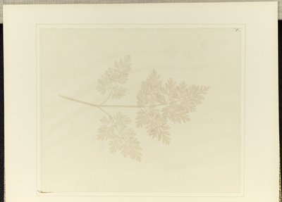 Bir Bitkinin Yaprağı by William Henry Fox Talbot