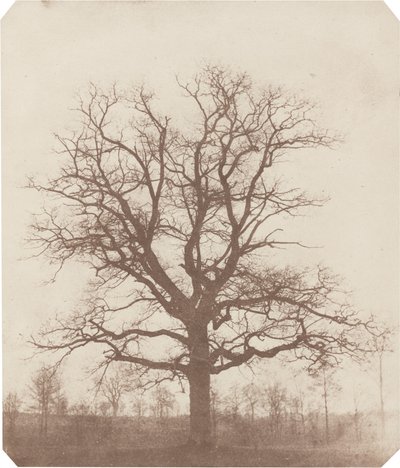 Meşe ağacı by William Henry Fox Talbot