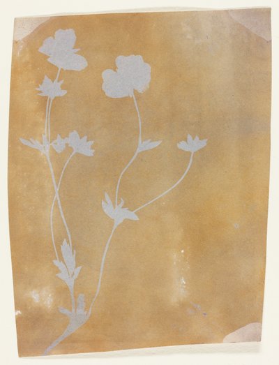  by William Henry Fox Talbot