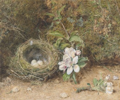 Elma Çiçeği Spreyleri ile Kuş Yuvası, c.1845-50 (gövde rengi ve kağıt üzerine tebeşir ve sakız ile klozet) by William Henry Hunt