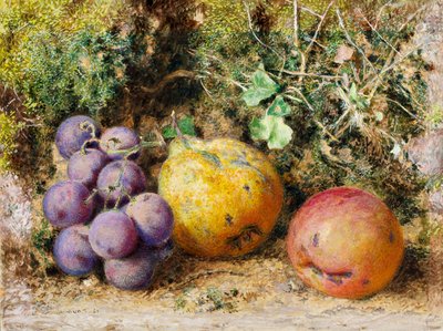Kara Üzüm, Ayva ve Newtown Pippin, 1861 (kart üzerinde wc) by William Henry Hunt