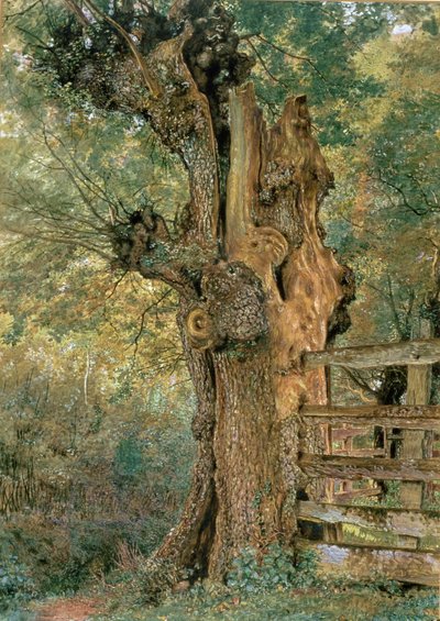 Köy poundunun kenarında Pollard karaağaç by William Henry Hunt