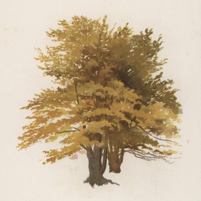 Ağaçlar: Kayın (renkli taş) by William Henry James (after) Boot
