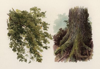 Ağaçlar: Karaağaç (renkli taş) by William Henry James (after) Boot